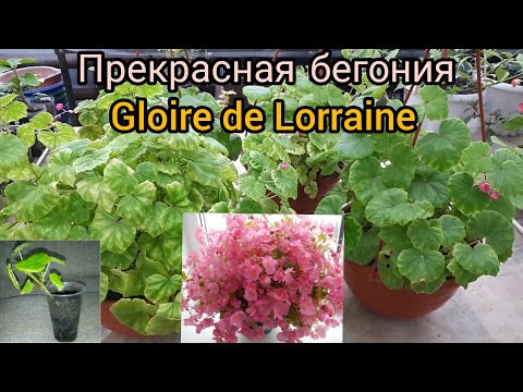 Видео: Глуар де Лоррен. Продолжаю покорять эту бегонию!
