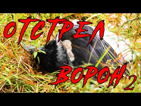 Видео: ОХОТА на ВОРОН.МИНУС ТРИДЦАТЬ ...