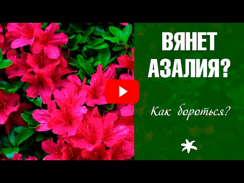 Видео: Азалия 🌼 Почему вянет цветок?