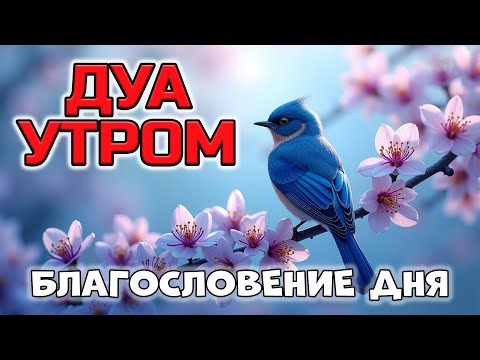 Видео: ДУА УТРОМ! 💥 МОЩЬ И БЛАГОСЛОВЕНИЕ 🤲🔥