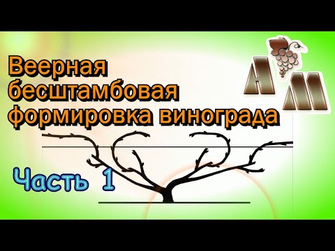 Видео: 🍇 Веерная бесштамбовая формировка винограда (часть 1)