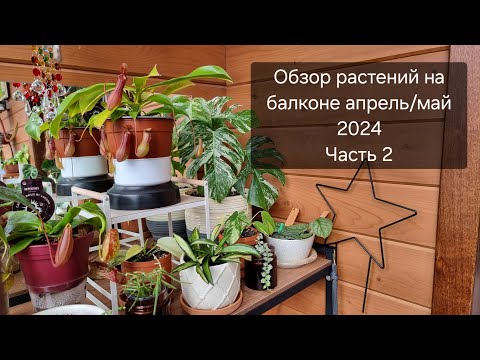 Видео: Обзор растений на балконе апрель/май 2024. Часть 2
