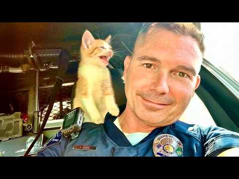 Видео: Когда кот стал частью полицейской команды 🤣 Смешные видео с котами