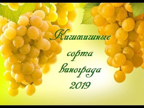 Видео: Кишмишные сорта винограда 2019