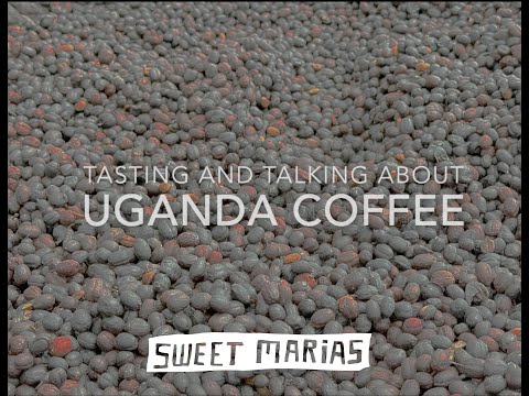 Видео: Дегустация и обсуждение кофе из Уганды