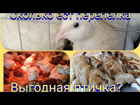 Видео: выгодно ли держать перепелов