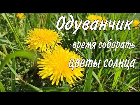 Видео: Одуванчик. Время собирать эти очень ценные цветы. Делаем заготовки для чая на целый год.