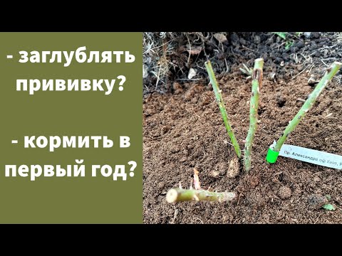 Видео: ВЕСЕННЯЯ ПОСАДКА РОЗ. Сажаю розу с открытой корневой системой и отвечаю на важные вопросы