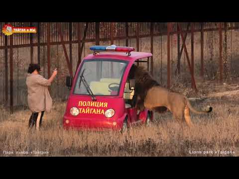 Видео: Подслушано, подсмотрено и накаркано - Люся и Вова, серия 2. Львы. Тайган. Lions life in Taigan.
