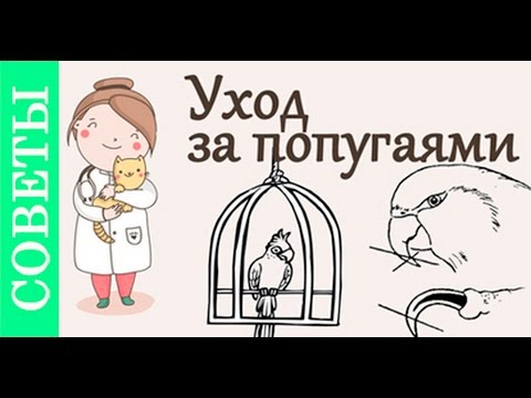 Видео: Уход за попугаями. Советы ветеринара.