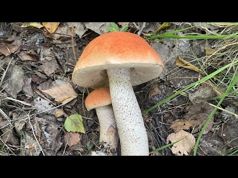 Видео: 113 грибів за 3 години! Вдале грибне полювання 🍄