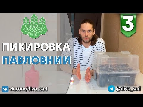 Видео: Пикировка Павловнии.