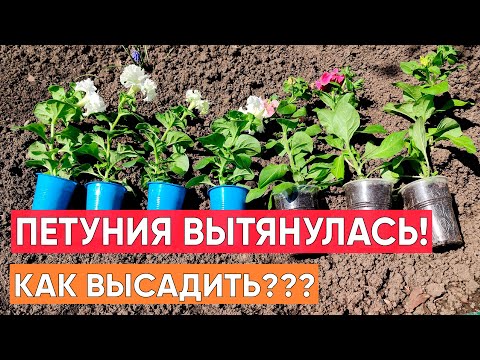 Видео: Петуния вытянулась! Как высаживать? Что сделать перед высадкой, чтобы вырастить пышную петунию