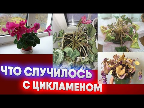 Видео: Что случилось с цикламеном?