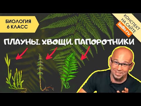 Видео: Плауны Хвощи Папоротники. Биология 5 класс. Споровые сосудистые растения.Характеристика Строение ЕГЭ