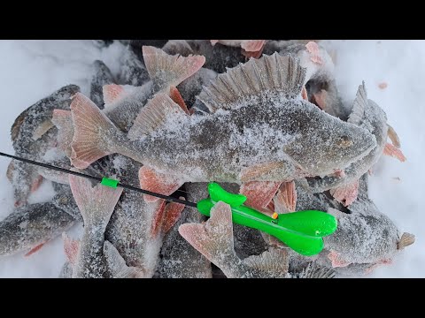 Видео: Эта БЛЕСНА всегда выручает #рыбалкавсибири #блеснагвоздь #окуньнаблесну #зимняярыбалка