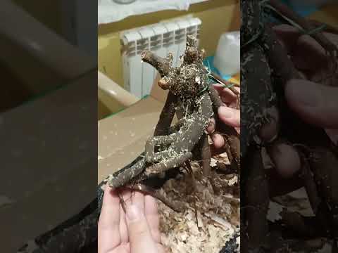 Видео: Посылка с пионами из питомника Ворошиловой А.Б.