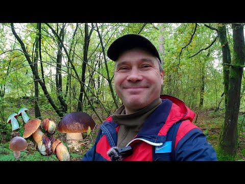 Видео: Грибной лес. Пошла вторая волна. Дубовик крапчатый.