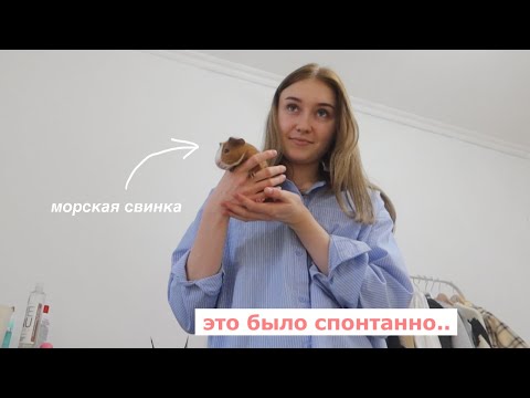 Видео: я купила морскую свинку *влог*