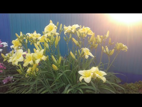 Видео: Лилейники купили рано, что делать?