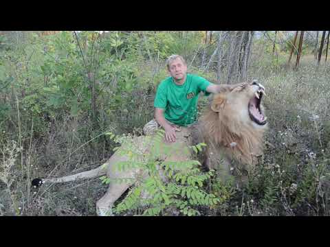 Видео: МОЙ ПЕРВЫЙ ЛЕВ ! История Симбы !