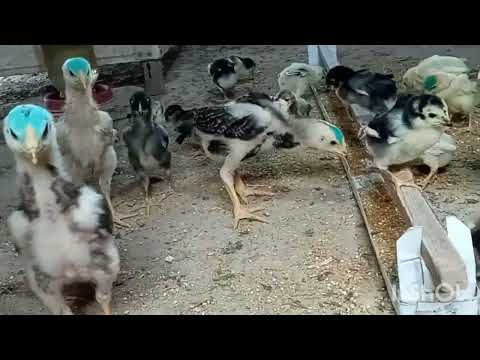 Видео: ЖУ́ЖАЛАРГА ЗАРУР ТЕМПЕРАТУРА