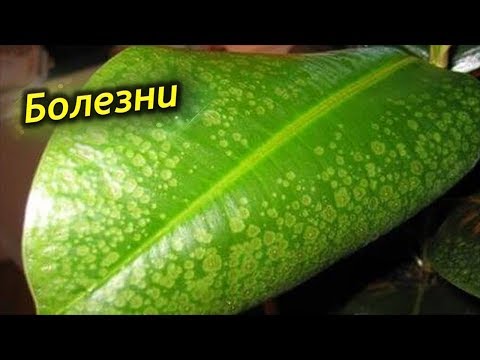 Видео: Как вылечить Фикус? Болезни и проблемы выращивания фикуса каучуконосного!