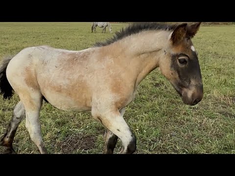 Видео: Тяжеловозы на пастбище.