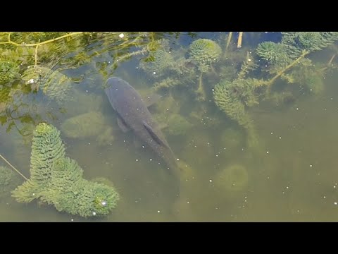 Видео: Обитатели пруда, рыбы пруда #карась #пруд #озеро #рыбки