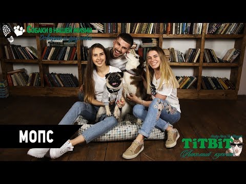 Видео: Собаки в нашей жизни: Интервью #5 (Мопс - проблемы, уход и содержание)