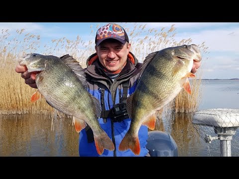 Видео: Как поймать килограммового окуня? Снасти и техника ловли.  Конкурс