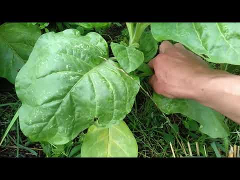 Видео: Первая ломка листов махорки / Иглы для листов махорки табака 2022