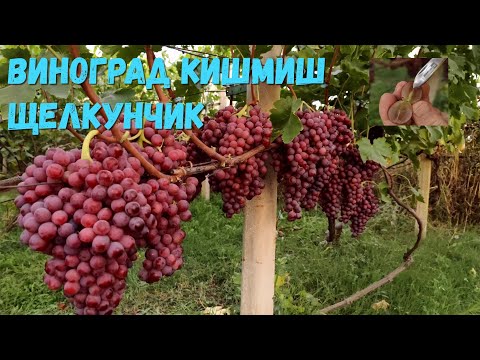 Видео: Виноград кишмиш Щелкунчик.