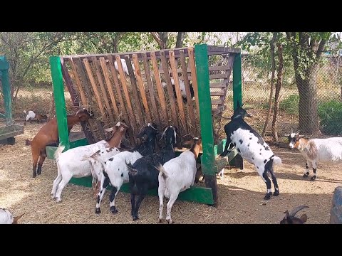 Видео: Какие 🥛 УДОИ 😭 у КАМЕРУНСКИХ коз, в этом году. Почему ПОКРЫВАЮТ коз ОСЕНЬЮ.