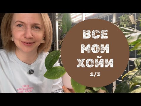 Видео: Все мои хойи. Обзор-подсчёт. Часть 2