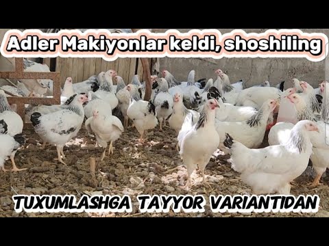 Видео: Адлер товуклари сотилади