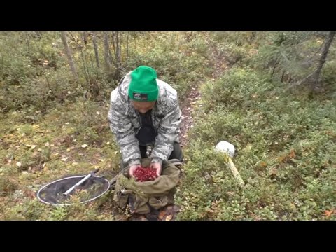 Видео: Как можно  быстро собирать клюкву / Как быстро  собрать клюкву рыболовным сачком ???