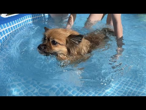 Видео: ВЛОГ / 😁ЗАКИНУЛИ СОБАКУ В БАССЕЙН / 💅🏼ДЕЛАЮ НОВЫЕ НОГТИ ДЛЯ МАРГО