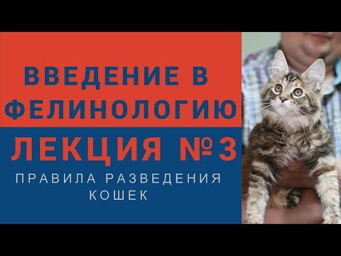 Видео: Введение в фелинологию - Лекция №3 Правила разведения кошек
