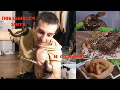 Видео: Показываем змеев. Садовые удавы. Новая сеточка. Сольпуга