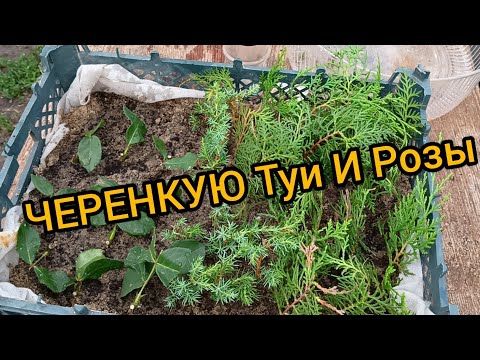 Видео: ЧЕРЕНКУЮ#ТУИ#РОЗЫ#УЧУСЬ#ДЕЛЮСЬ#ВИДЕО#ДЛЯ#ЛЕНЫ