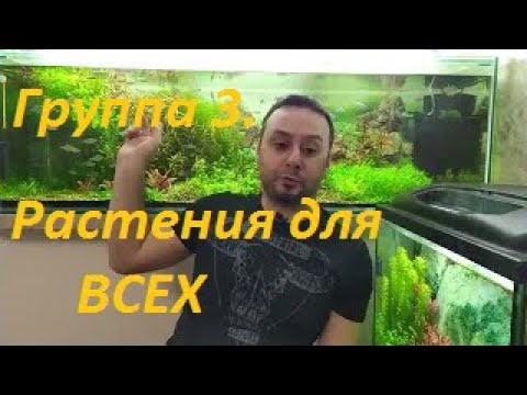 Видео: Растения из меристемы.  Группа 3 - Посадил и забыл