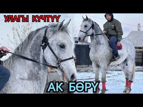 Видео: УЛАГЫ ТААМАЙ АК БӨРҮ  МУНДУЗДАН
