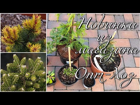 Видео: Новинки из Опт-Хоз. Распаковка. Сосна Taylor's Sunburst, Пихта Oberon, Кипарисовик Нутканский.