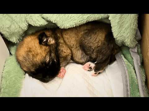 Видео: Новорождённый щенок застрял в трубе и едва дышал — его слабый плач привлёк внимание пары...