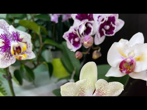 Видео: Первое цветение малышей🌸🌸🌸