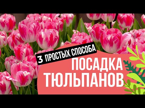 Видео: 3 ЛУЧШИХ СПОСОБА ПОСАДКИ ТЮЛЬПАНОВ И ЛУКОВИЧНЫХ!