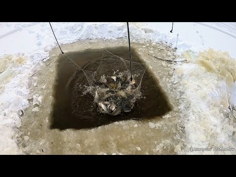 Видео: НАШЁЛ СКОПЛЕНИЕ РЫБЫ!ПАУК ТРЕЩИТ ПО ШВАМ!НЕ МОГУ ПОДНЯТЬ ЕГО ИЗ ВОДЫ! ЯЗЬ,САЗАН,ЛЕЩ!Рыбалка на паук!
