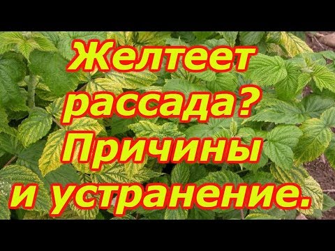 Видео: Вот почему у нас рассада всегда зелёная! Что делать, если пожелтела рассада.