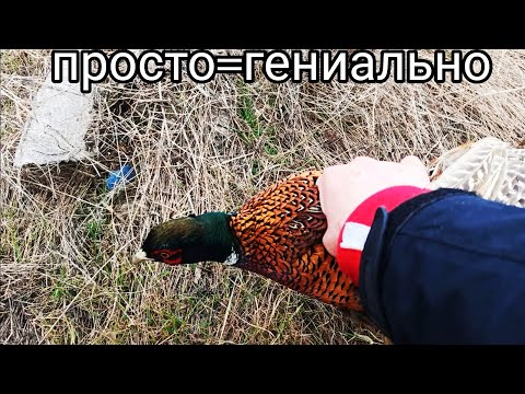 Видео: ОХОТА БЕЗ РУЖЬЯ НА ЧУДО ЛОВУШКУ НА ФАЗАНА И ДРУГУЮ ПТИЦУ